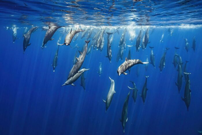 A Photograph of dolphins diving into water by Merche Llobera