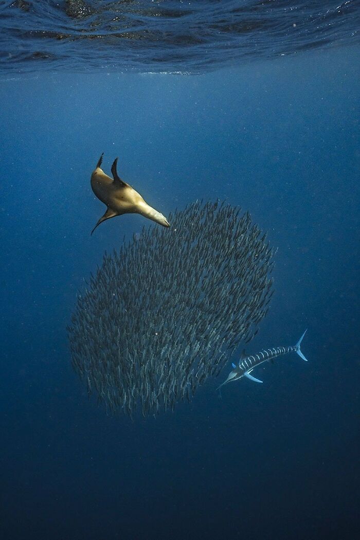 A photograph of a marlin and a sea lion catching sardines by Merche Llobera