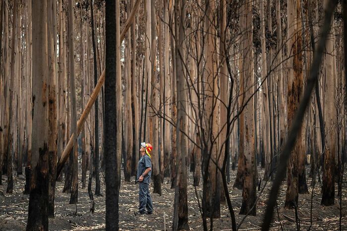 A photograph of burnt trees in Australia by Jo Anne Mcarthur