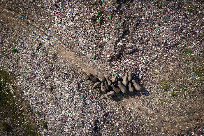 An areal photograph of a herd of wild elephants in garbage by Lalith Ekanayake