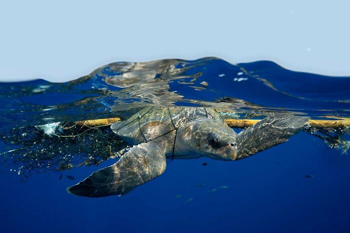 A photograph of a sea turtle swimming away from a net by Joshua Barton