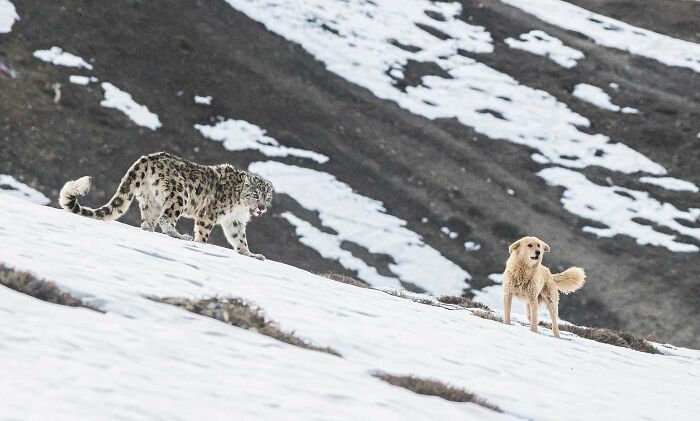 A photograph of a snow leopard and a feral dog by Liton Paul