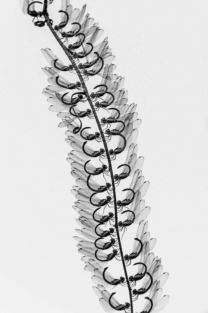 A black and white photograph of Line-forest Skimmers by Arkaprava Ghosh