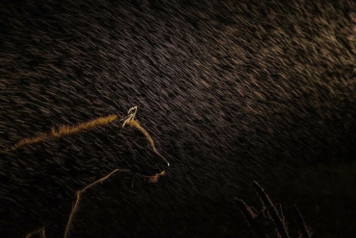 A photograph of a hyena in the rain by Sergey Gorshkov