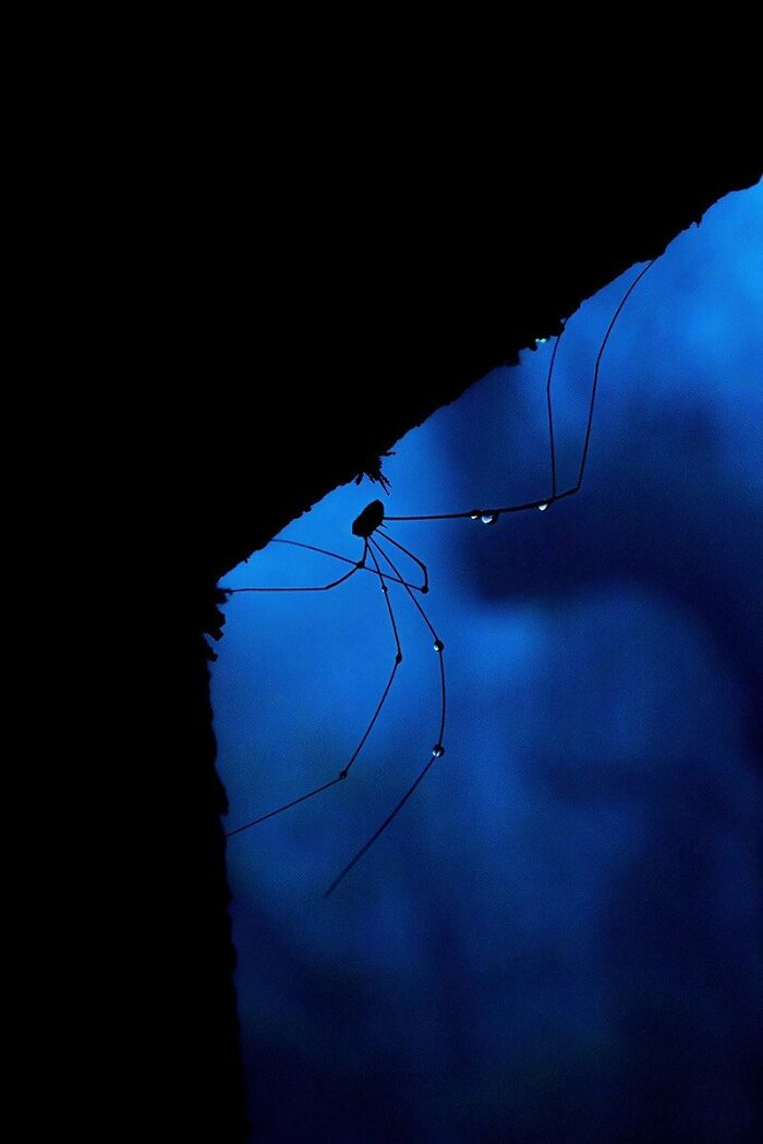 A photograph of a Harvestman by Arnav Deshpande