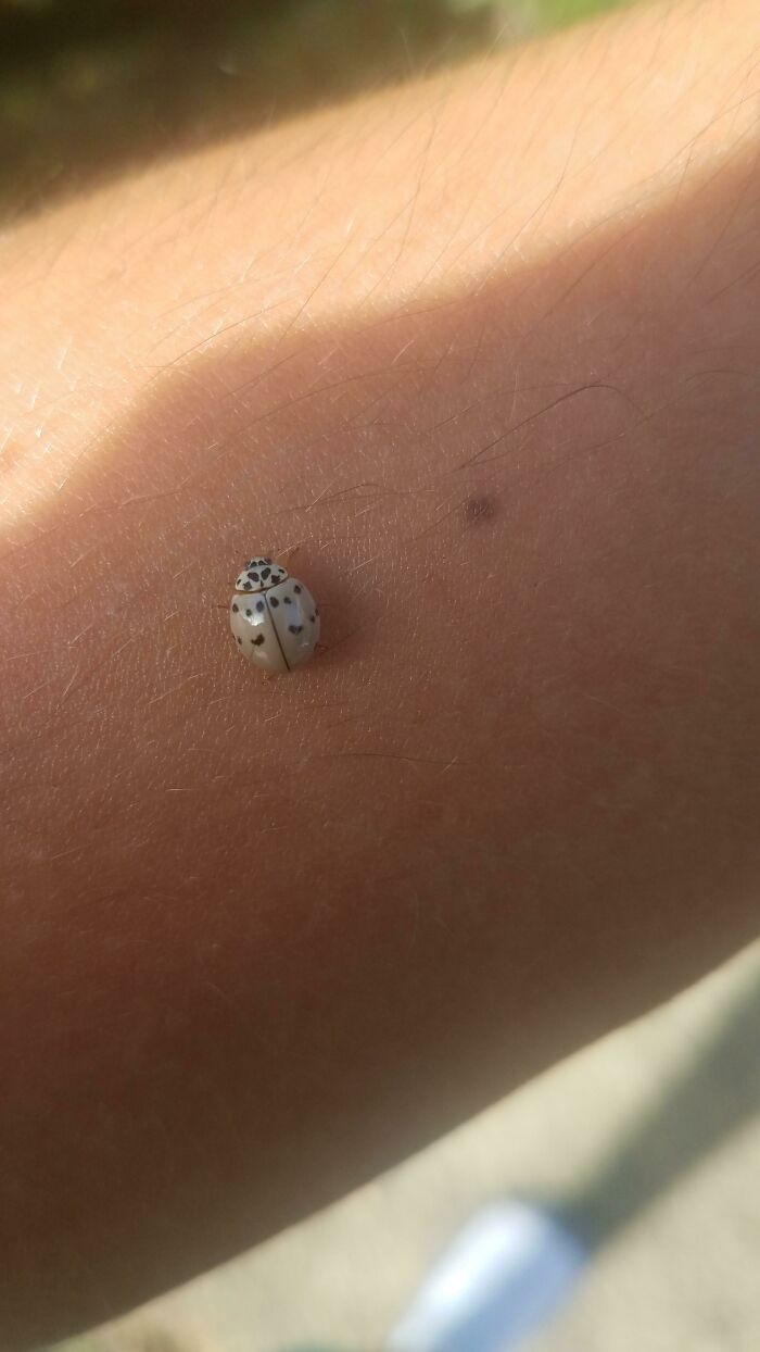 This Albino Ladybug That Landed On Me