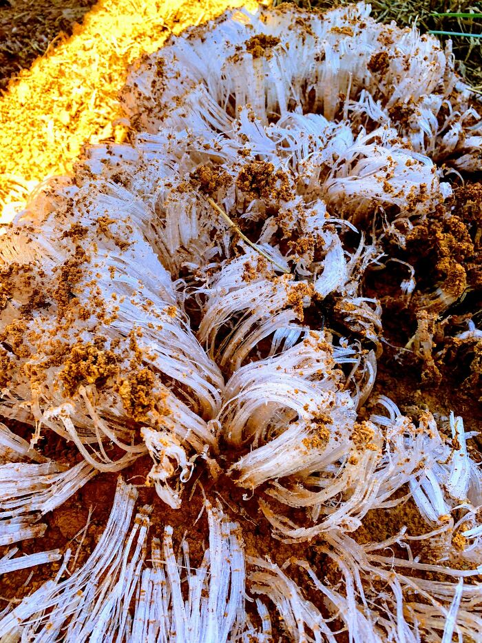 How An Overnight Freeze Squeezed Water Out Of The Ground And Froze It At One Of Our Job Sites