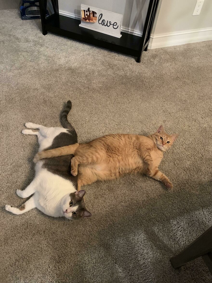 Pumpkin Doesn&rsquo;t Understand Personal Space [oc]