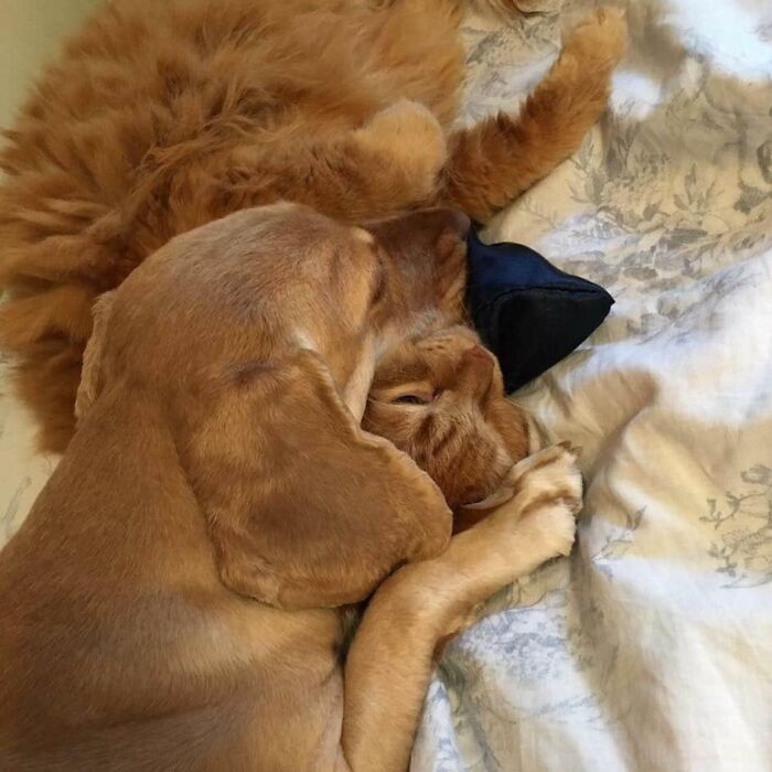 When The Dog Doesn’t Understand The Concept Of Personal Space