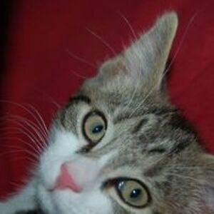 jaden_stollenwerk avatar