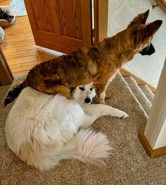 Our "Puppy" Moose Has Roughly Half A Brain Cell. Personal Space Means Nothing. The Other Dogs Simply Tolerate Him