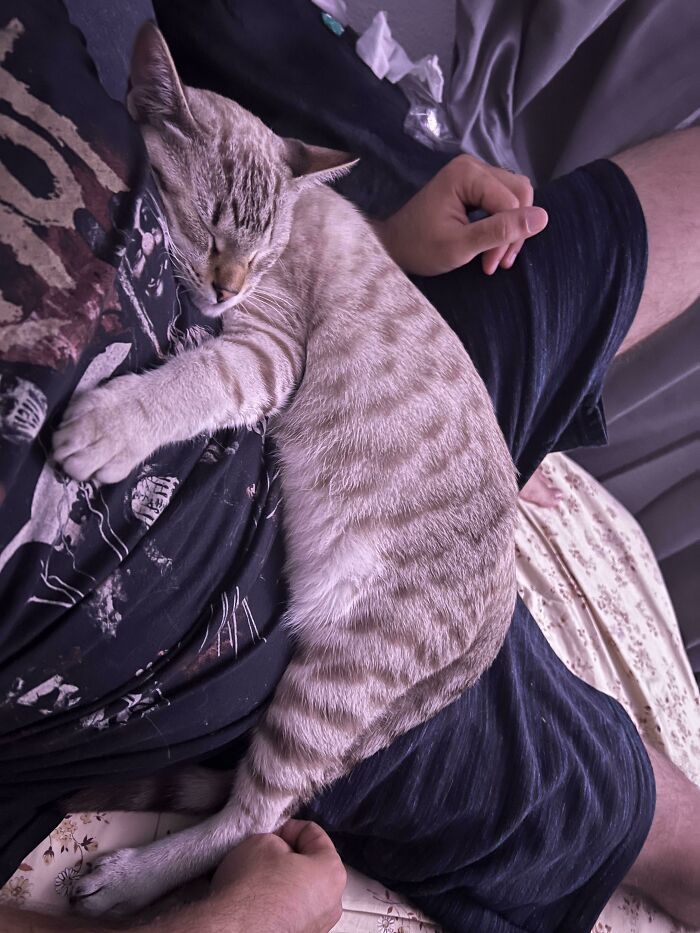 The Most Clingy Cat I Ever Had