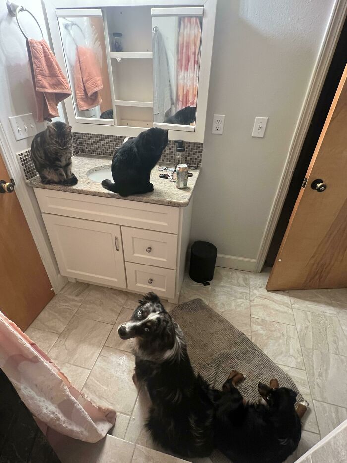 My Animals Are Totally Independent And Definitely Not Clingy