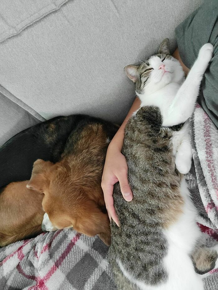Mr. Clingy And Mr. Clingier During Nap Time