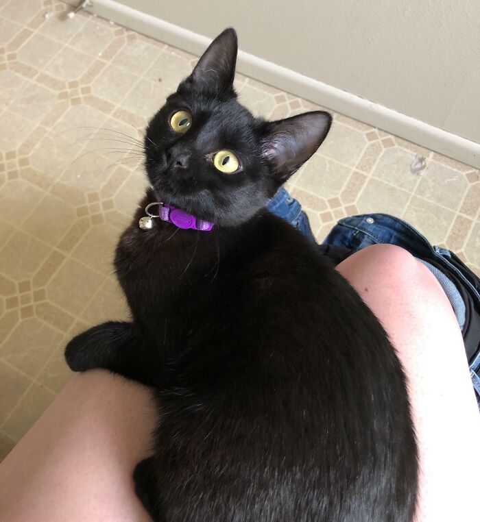 My Kitten Chainsaw Has No Concept Of Personal Space