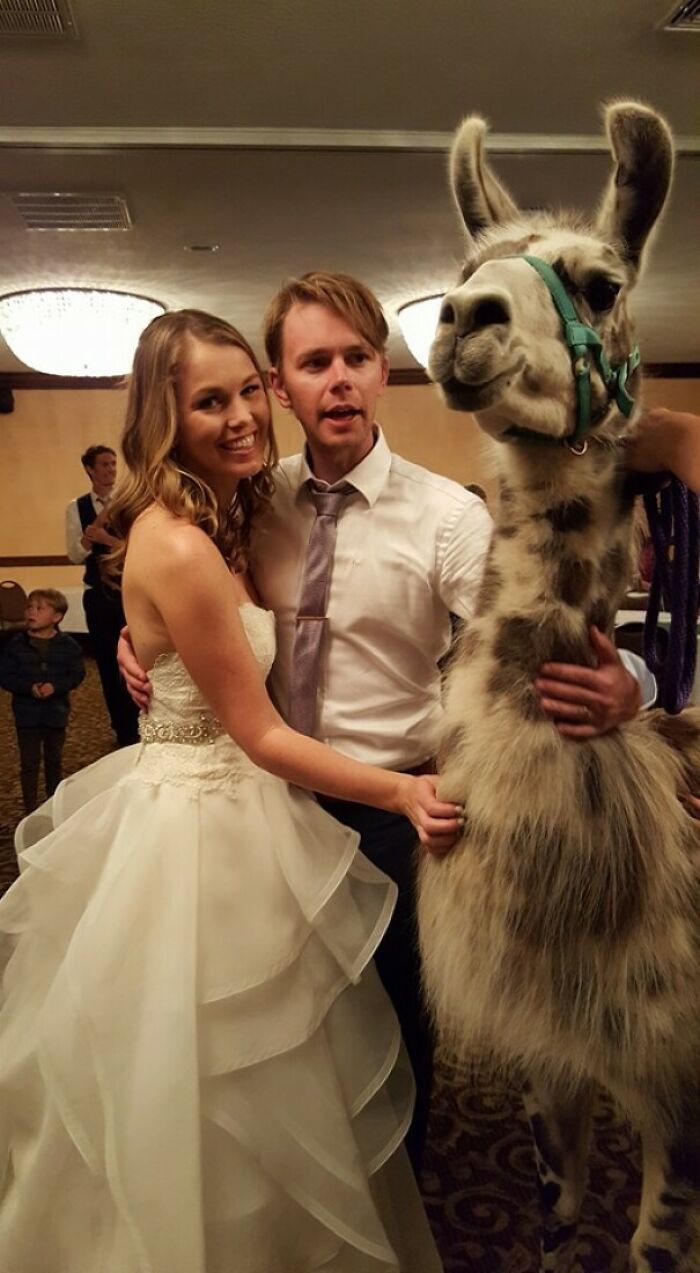 Sometimes The Hotel Holding Your Wedding Also Has A Llama Convention Booked