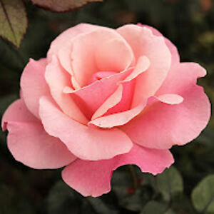 chloeserrano_1 avatar