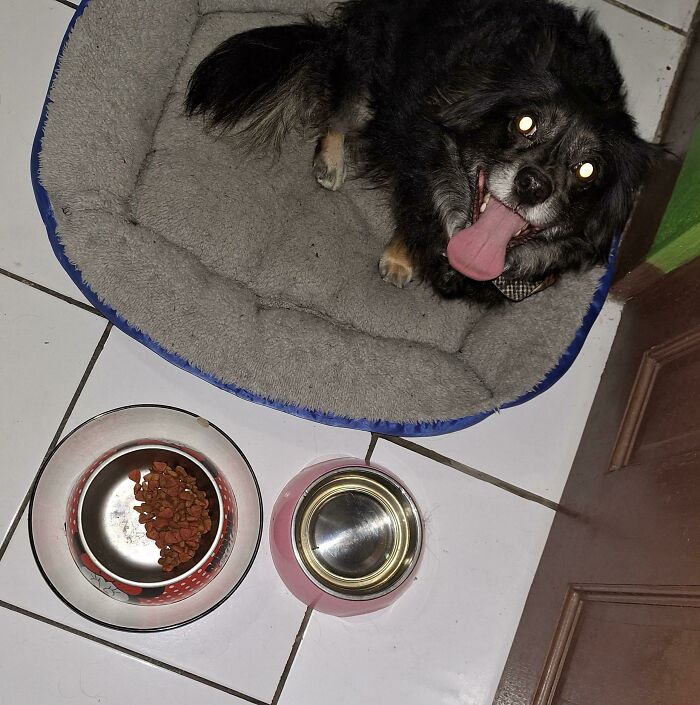 My Dog Always Eats Exactly One Half Of Her Plate At A Time