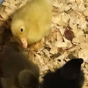 sparrowhouchins avatar