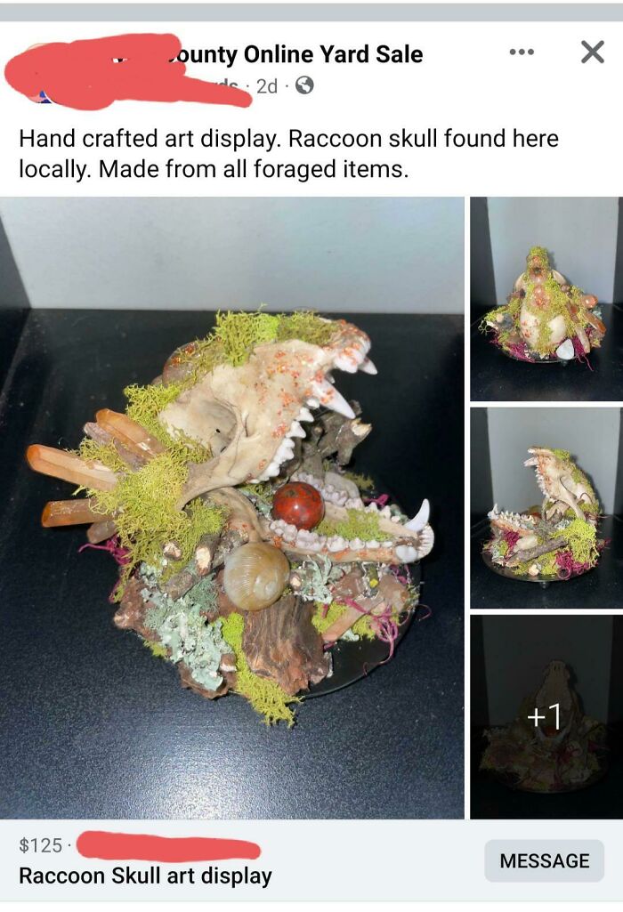 Local Racoon Skull And Foraged Items For The Low Low Price Of $125!