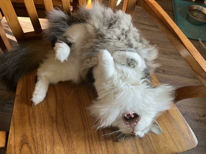 Yelling Because I Walked Past Her And Didn’t Give Her The Required Tummy Rubs