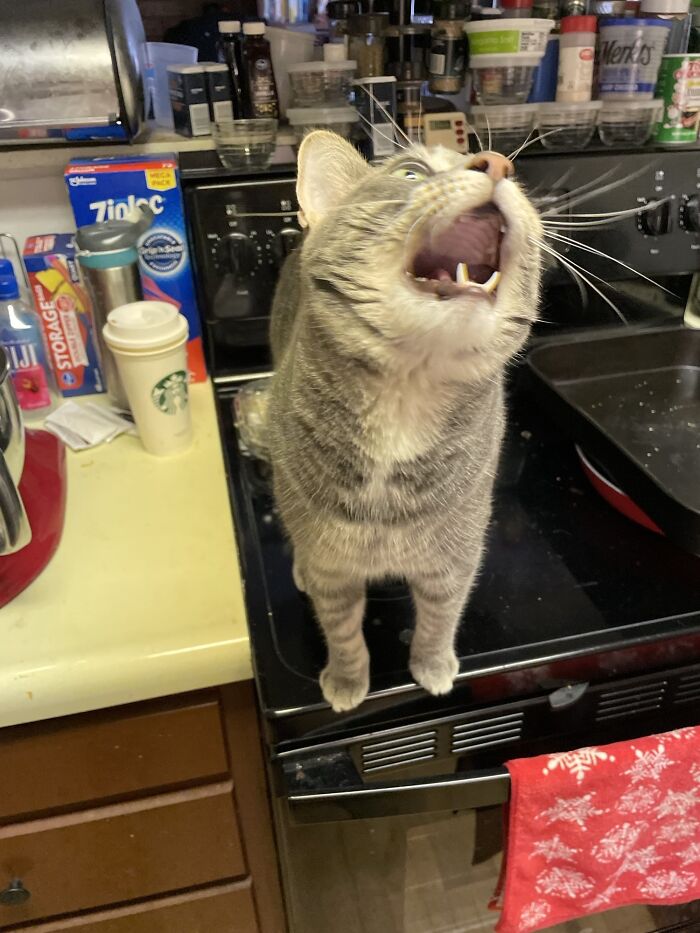 Caught Him On The Oven. He Claims Innocence