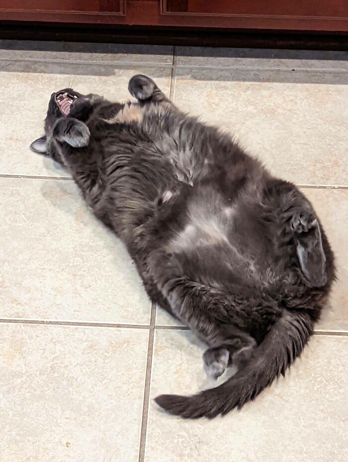 The Fat One Begging For Food