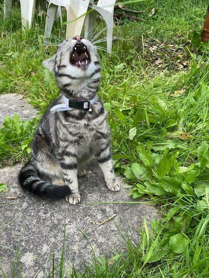 Kitty Caught Mid Yell