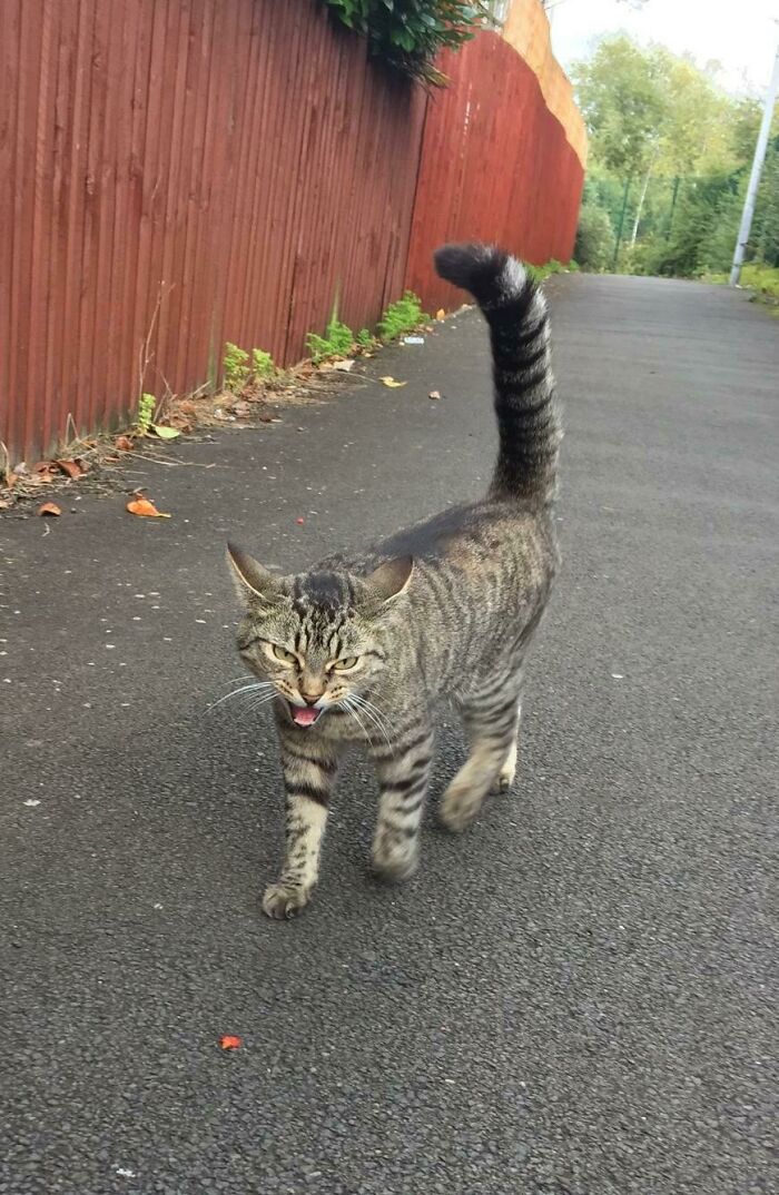 Florence Greeting Her Hooman Servants