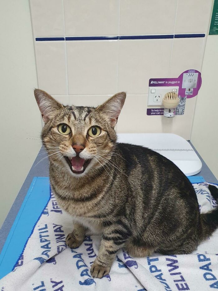 Big No To The Vet (He's Fine Just Dramatic)