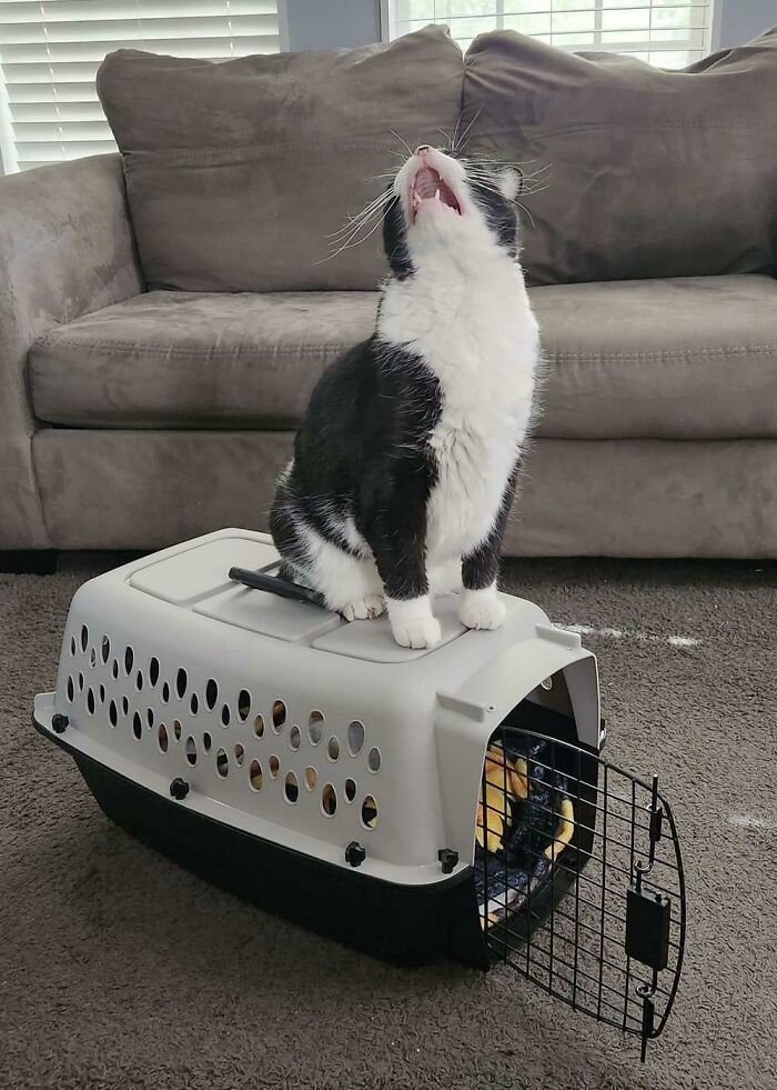 My Brother’s Cat, Speedy, Letting Everyone Know How He Feels About His Carrier!