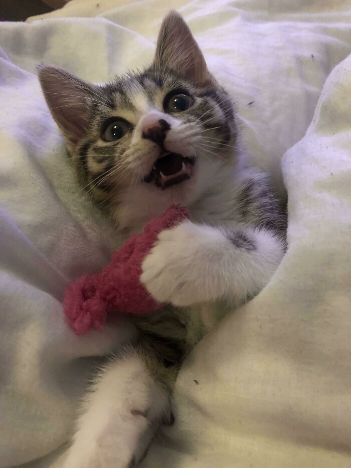 Have A Mice Day! ..but Don’t Touch My Mouse!