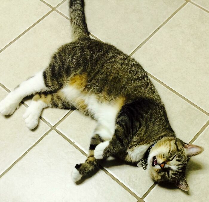 Desperate Pleas For Head Scratches