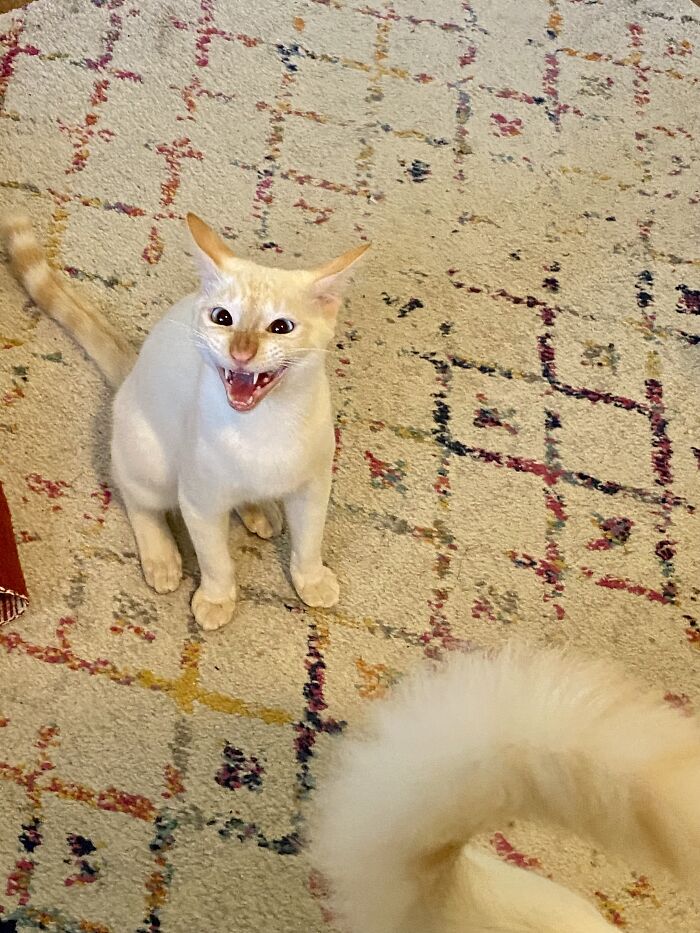 He's Mad That He Can't Eat My Wife's Breakfast Sandwich