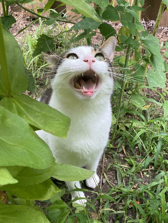 He Likes To Hide In The Tall Grass But Gets Mad If You Find Him