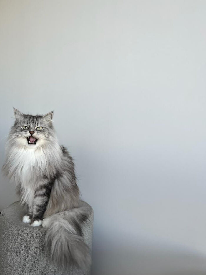 Murphy Is Unhappy That His Room Has Not Been Painted Yet