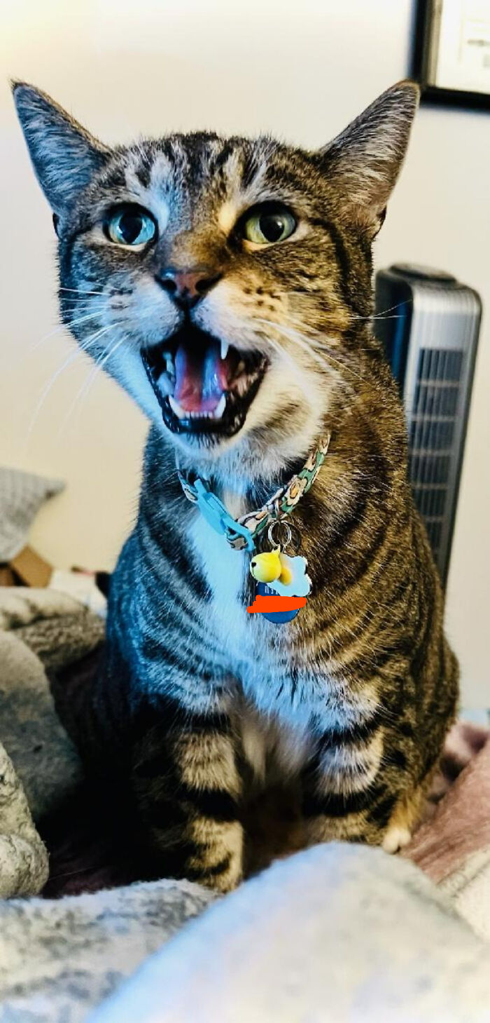 This Is Hyphy, My House Mates Cat. She Thinks That I'm Her Dad