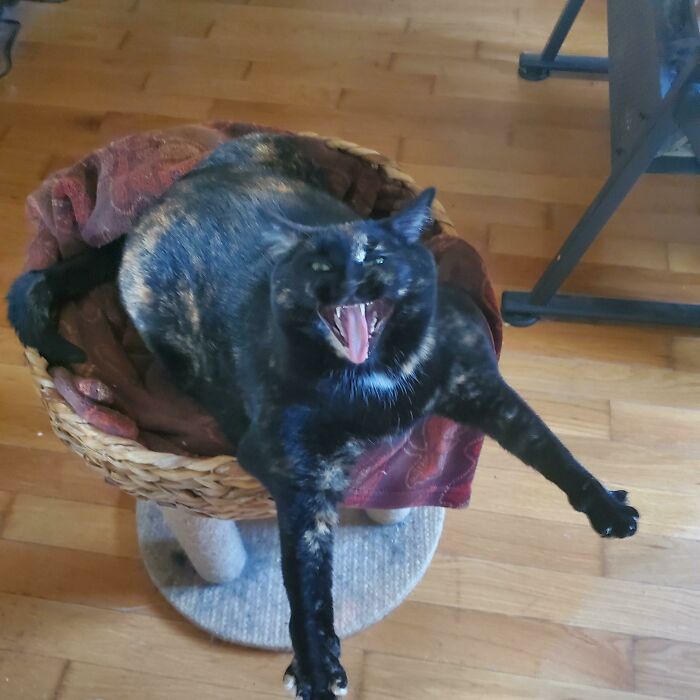 Bellatrix Wants To Speak To The Manager