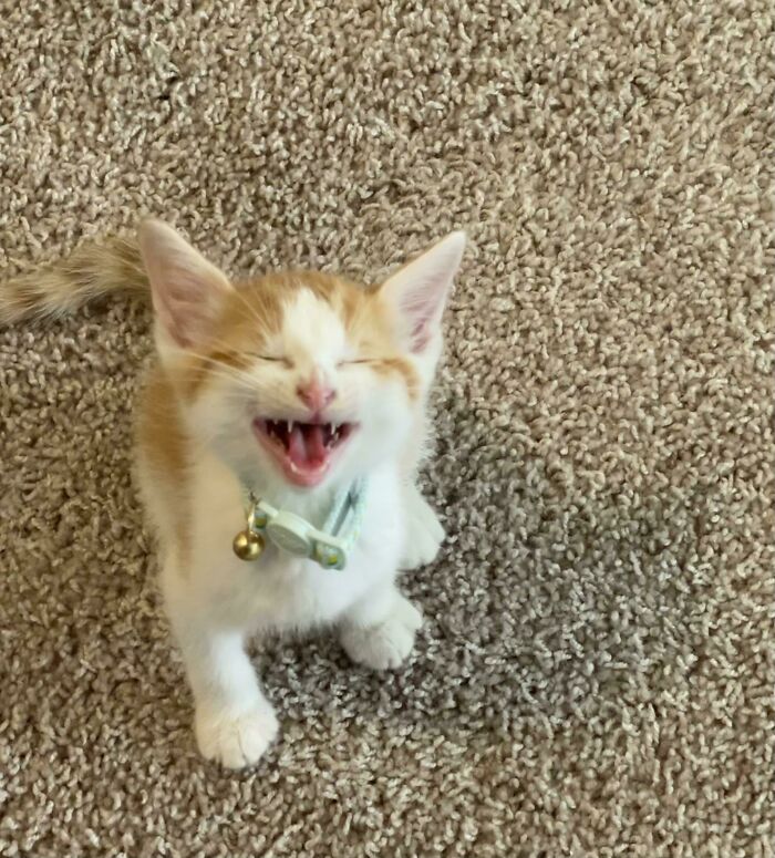 Hell Hath No Fury Like A Hungry Kitten