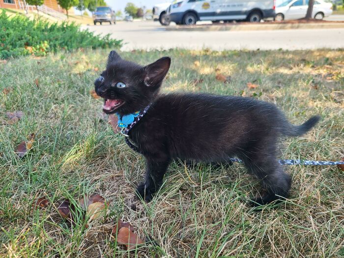 Tiny Man Mid Screech