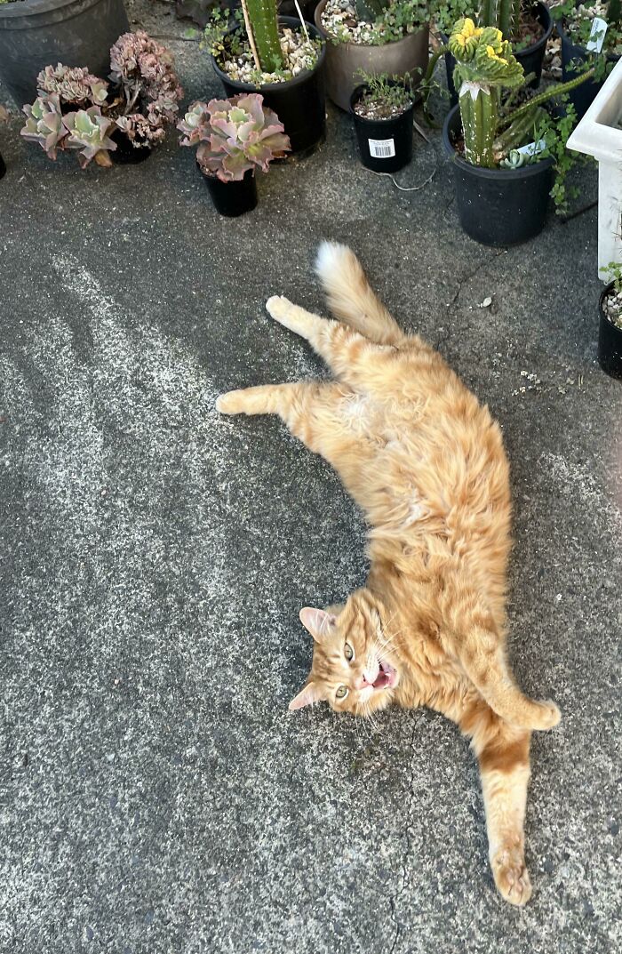 Saying Hi After We Arrived From Our Walk