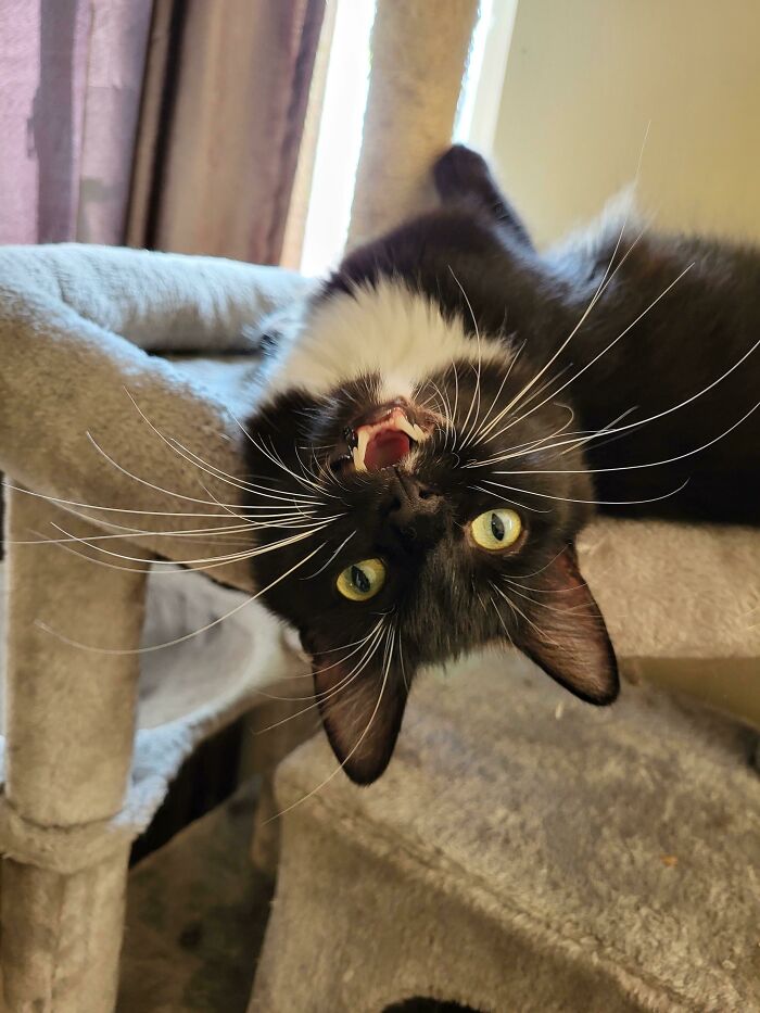 I Wasn't Petting Marbles Fast Enough