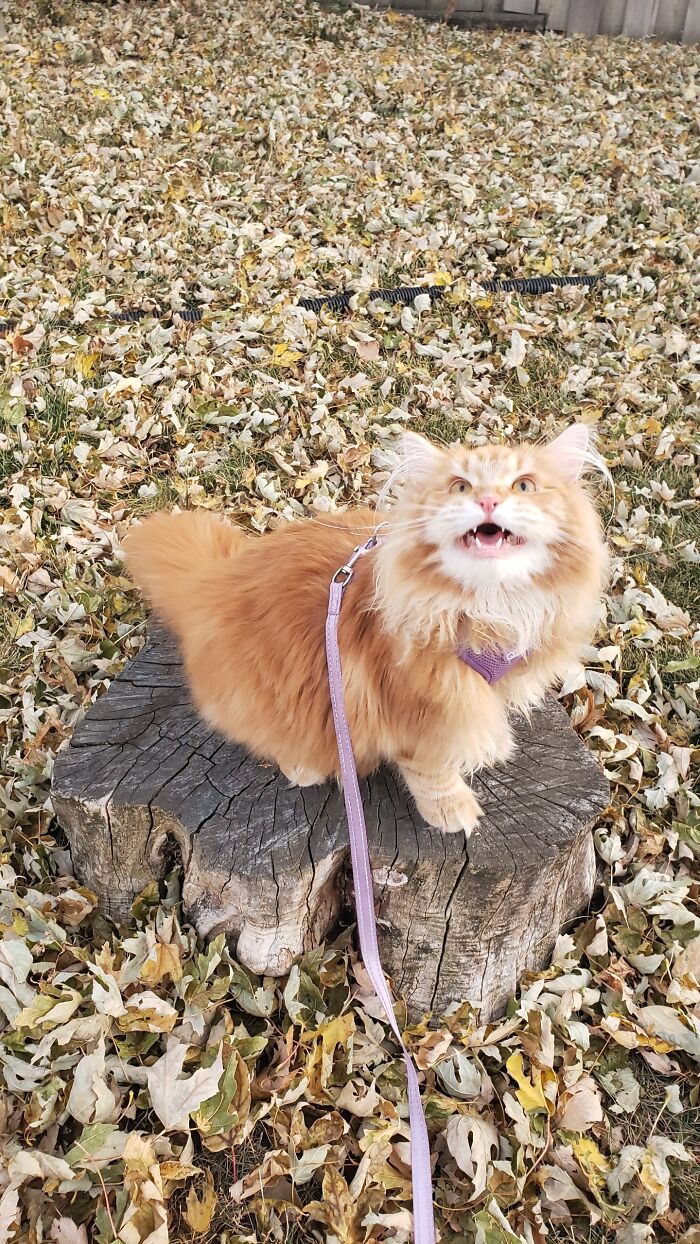 Magnus Is So Happy He's Outside That He Must Shout It To The World!