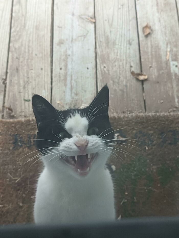 The Stray I've Been Feeding For Six Months Demands A Comfy Bed Inside