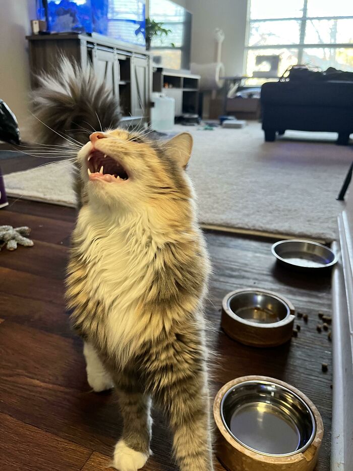 Ignore The Dry Food Next To Her Bowl, Right Now She Demands Wet Food