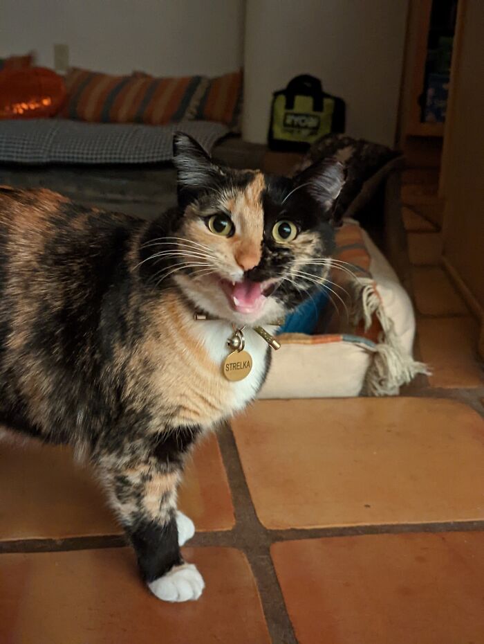 Strelka Aka “Yelly Strelly”