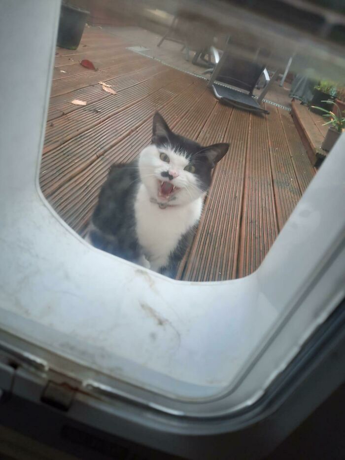 Heard Yelling From The Garden. Never Seen This Cat Before