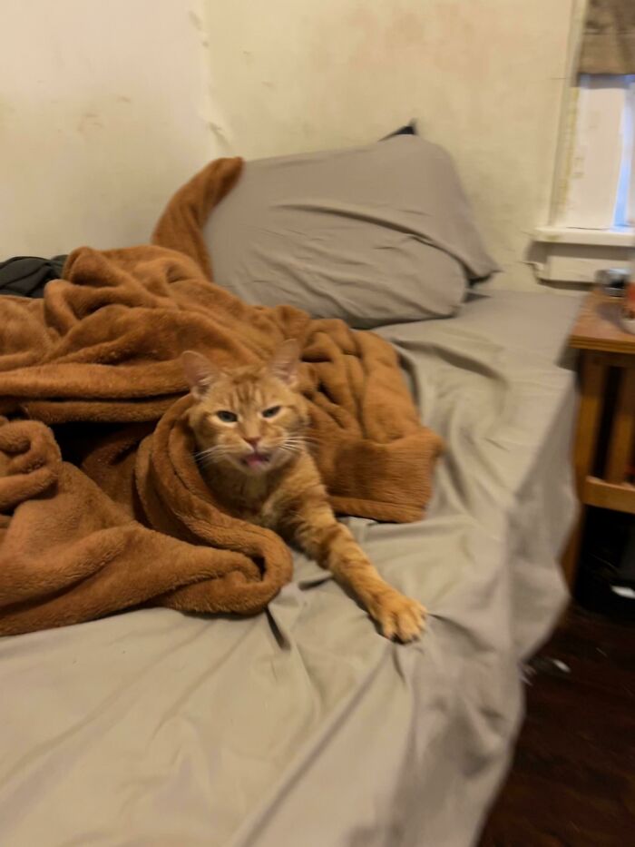 My (Almost) 16 Year Old Baby, Pibs, Upset About Nap Time Ending Abruptly