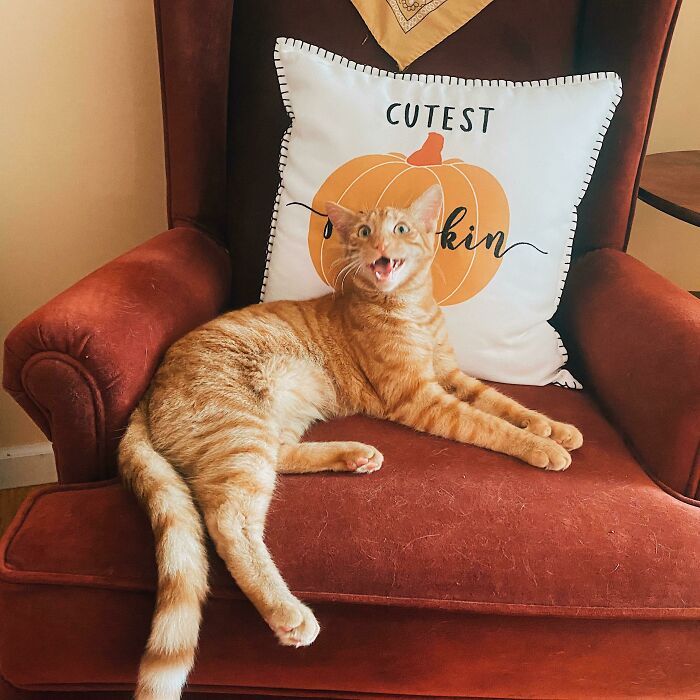 He’s A Chatty Catty