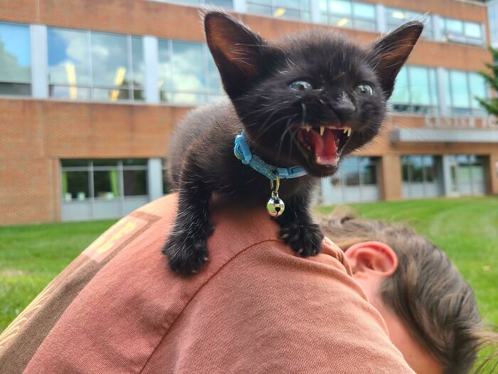 Tiny Man Yelling For All The World To Hear